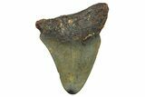 Juvenile Megalodon Tooth - North Carolina #376555-1